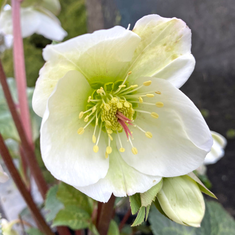 Hellebore 'Molly's White' 1G