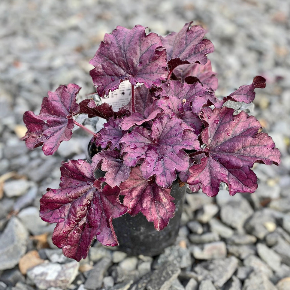 Heuchera 'Forever Purple'