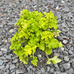 Heuchera 'Lime Marmalade'