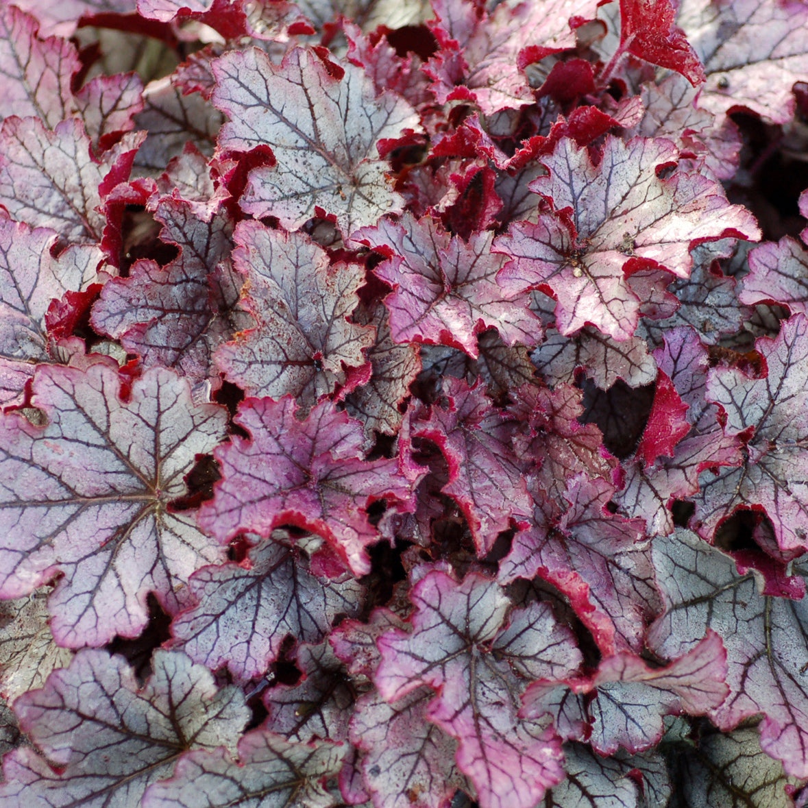 Heuchera Spellbound