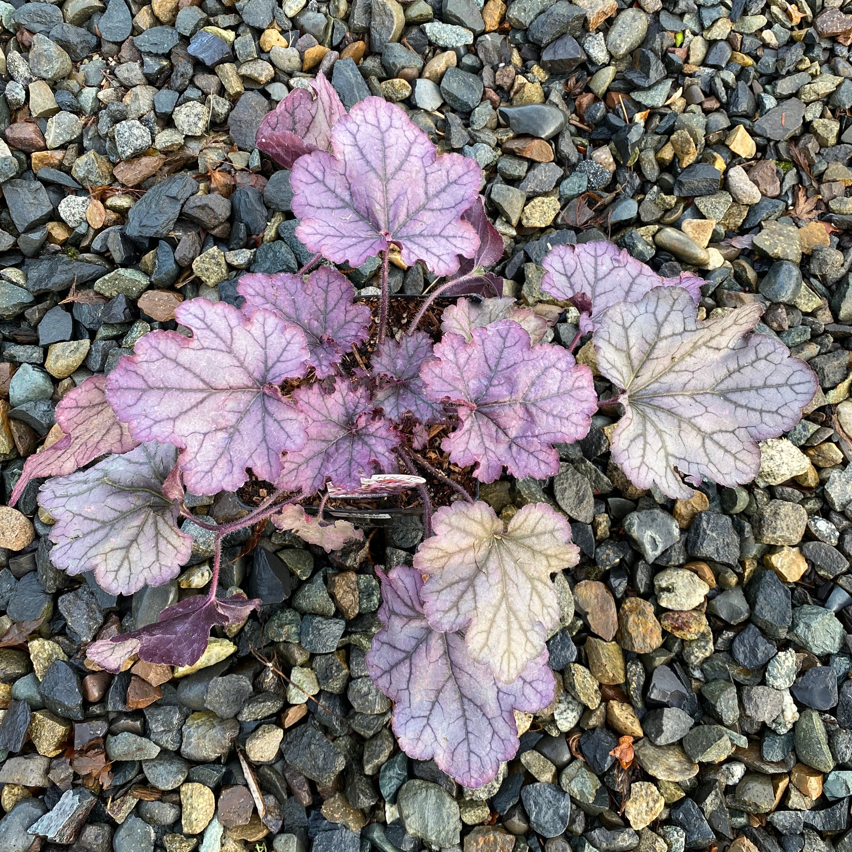 Heuchera Spellbound