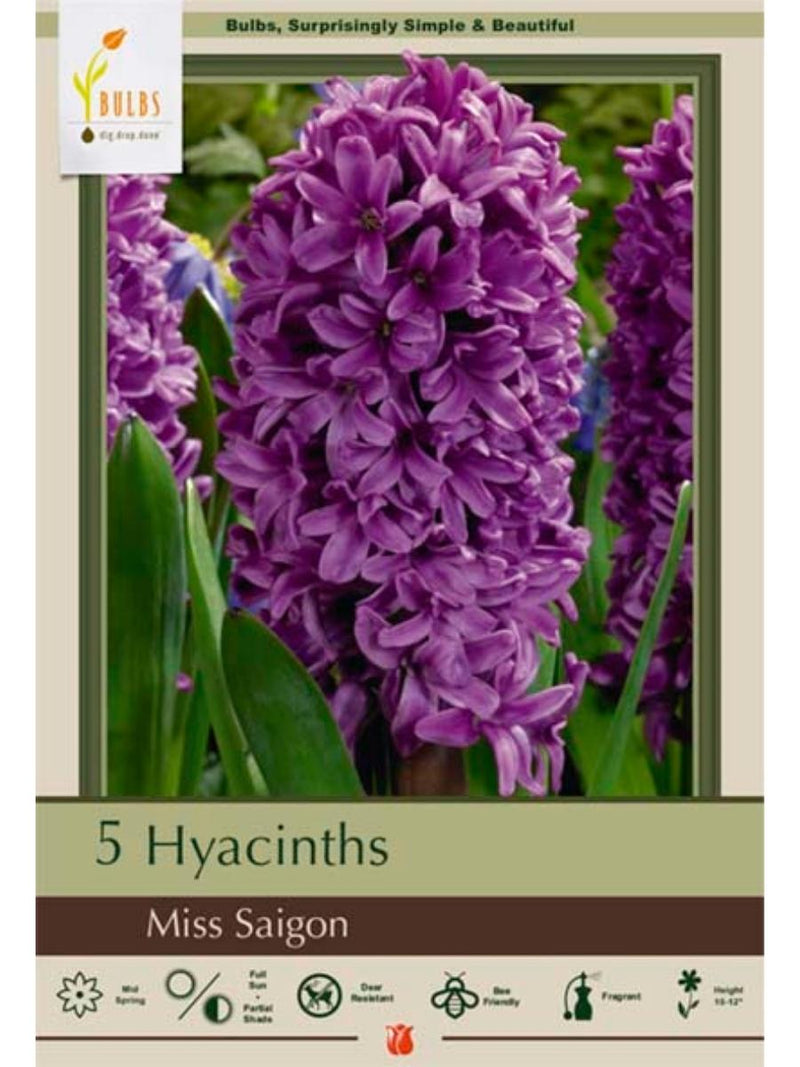 Hyacinth 'Miss Saigon' - Bulb Pack