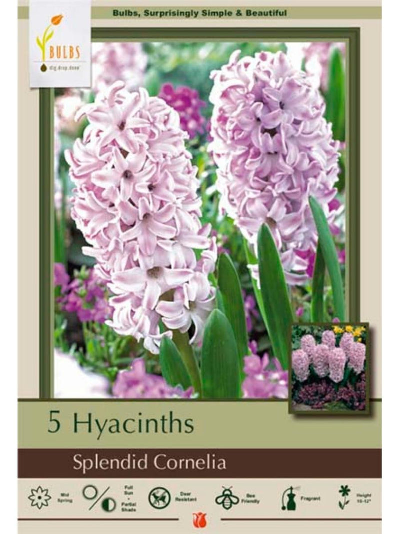 Hyacinth 'Splendid Cornelia' - Bulb Pack