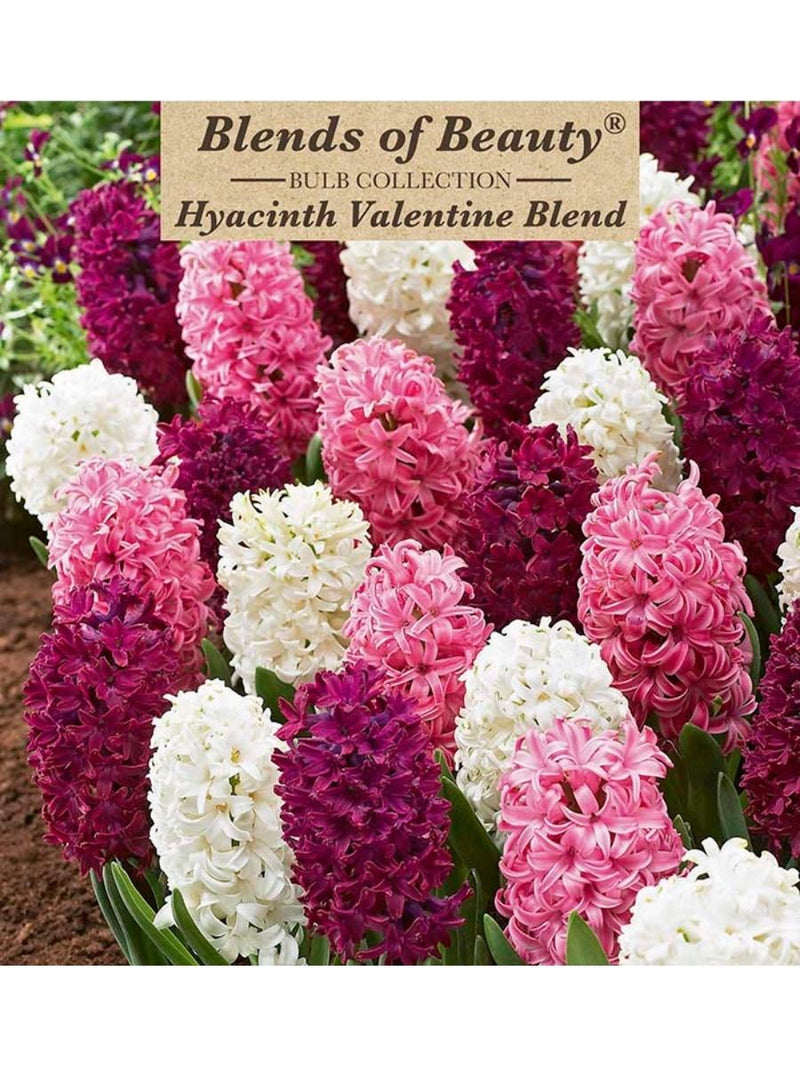 Hyacinth 'Valentine Blend' - Mixed Bulb Pack