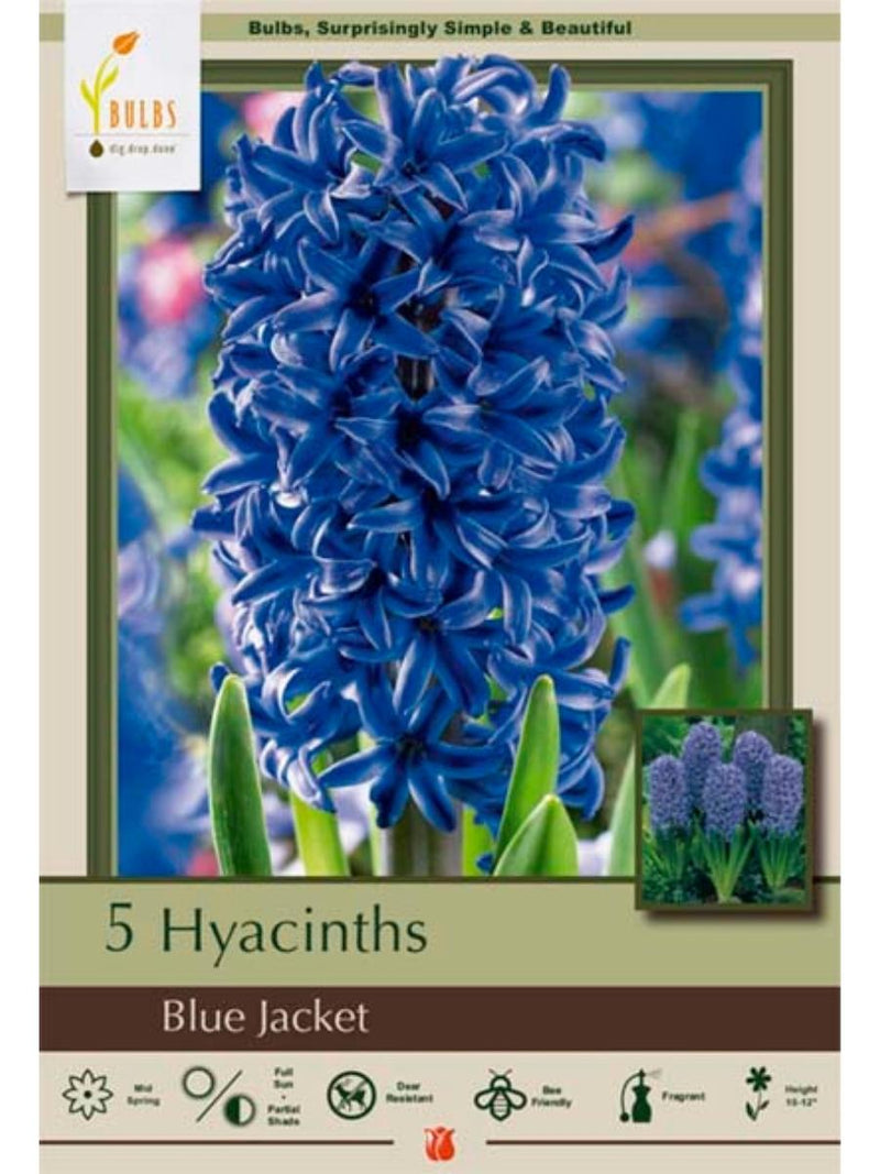 Hyacinth 'Blue Jacket' - Bulb Pack