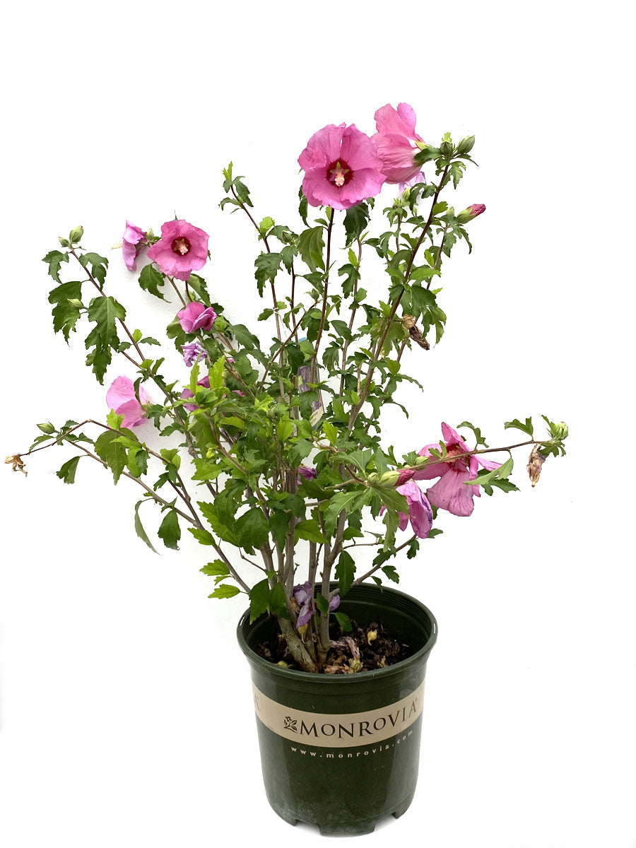 Watson's Greenhouse 