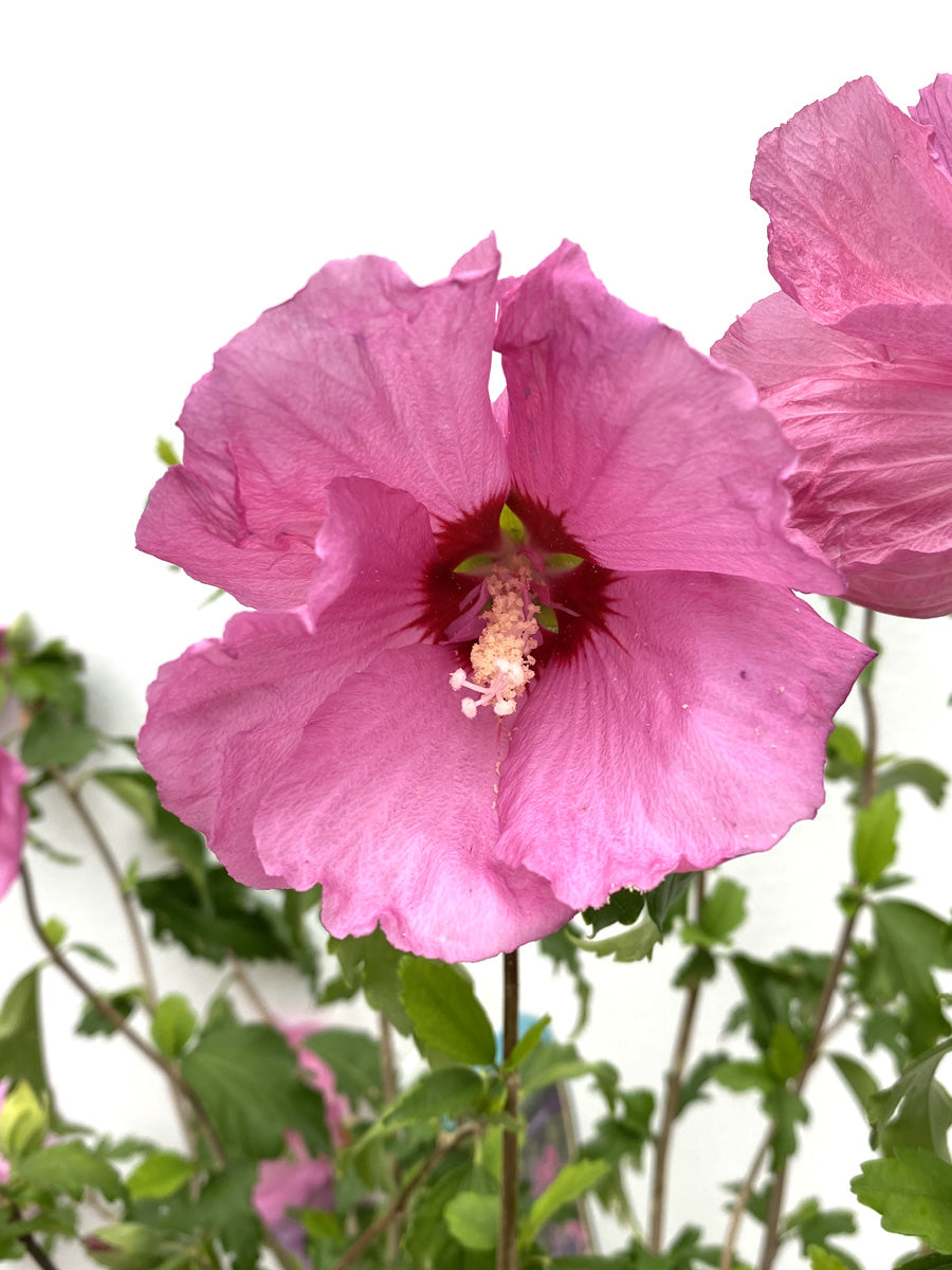 Watson's Greenhouse 