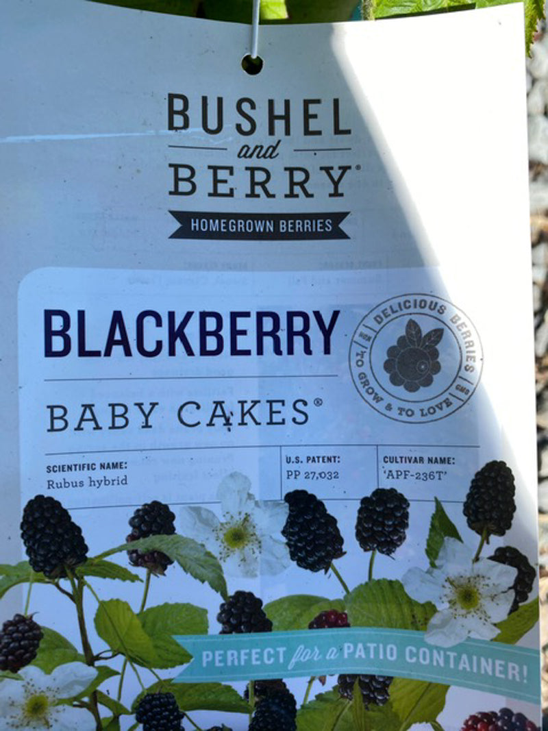 Blackberry 'Baby Cakes'