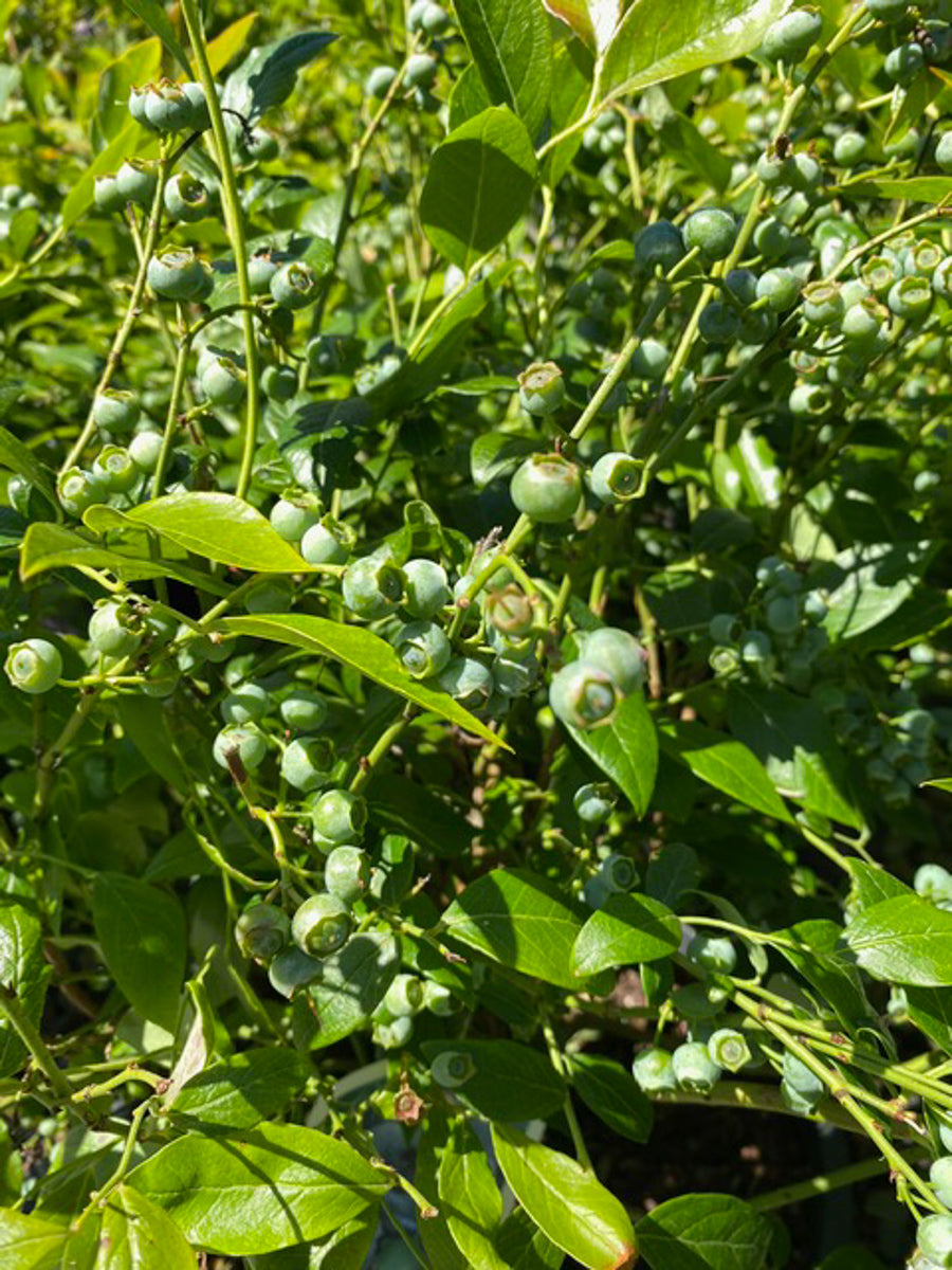 Watson's Greenhouse 