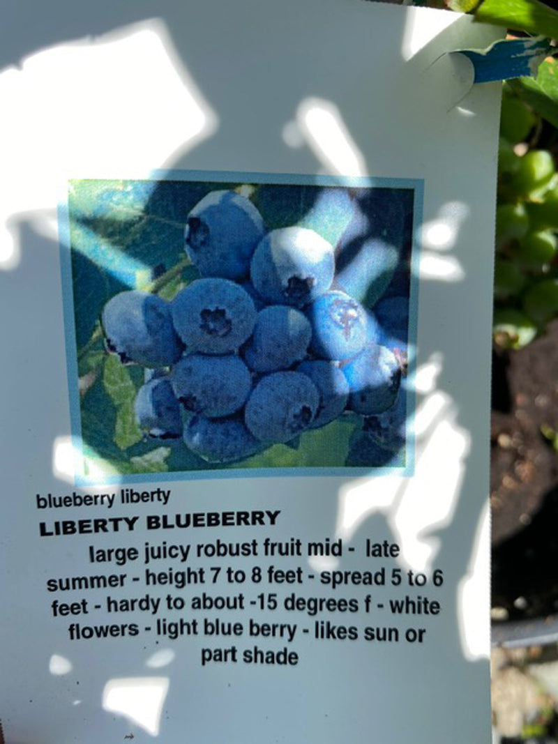 Blueberry 'Liberty' 2G
