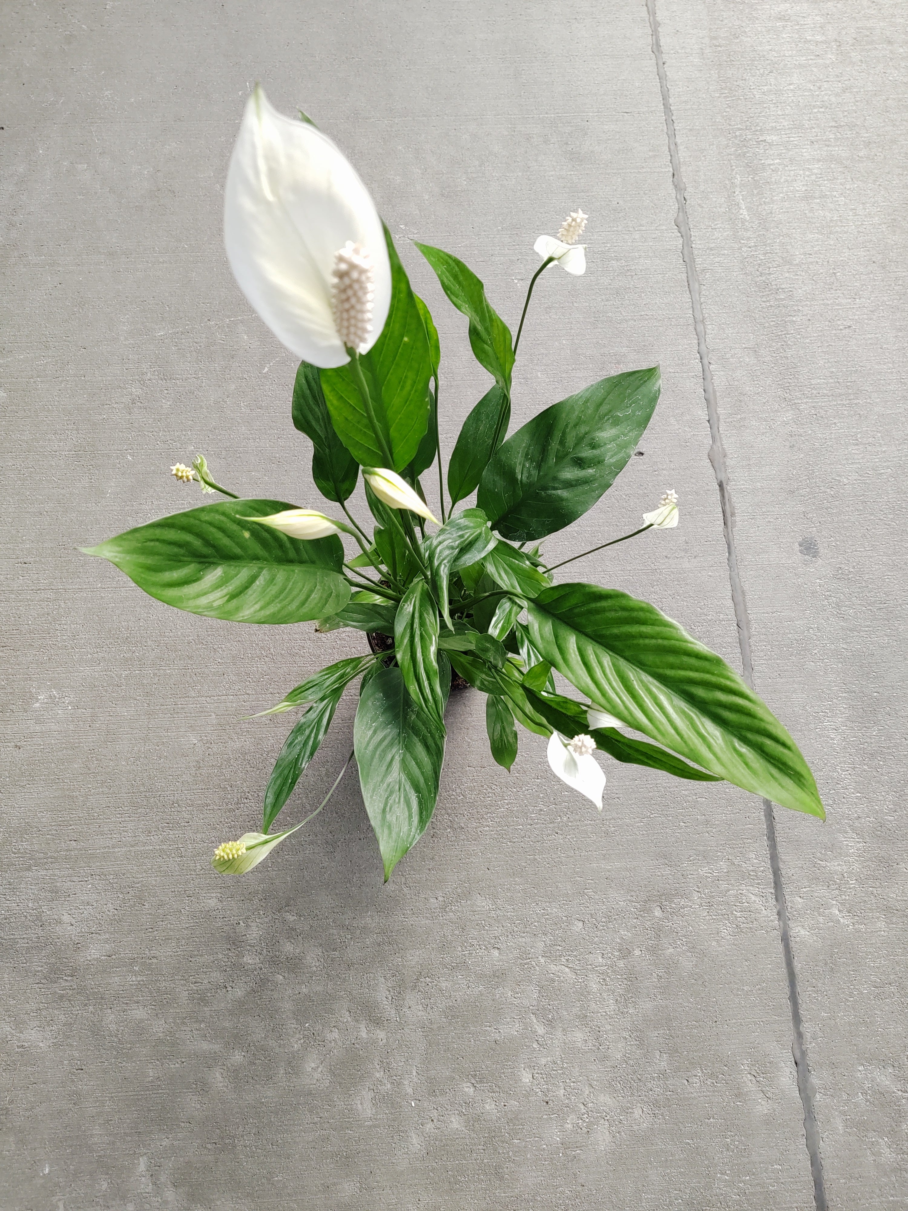 Spathiphyllum 'Peace Lily'