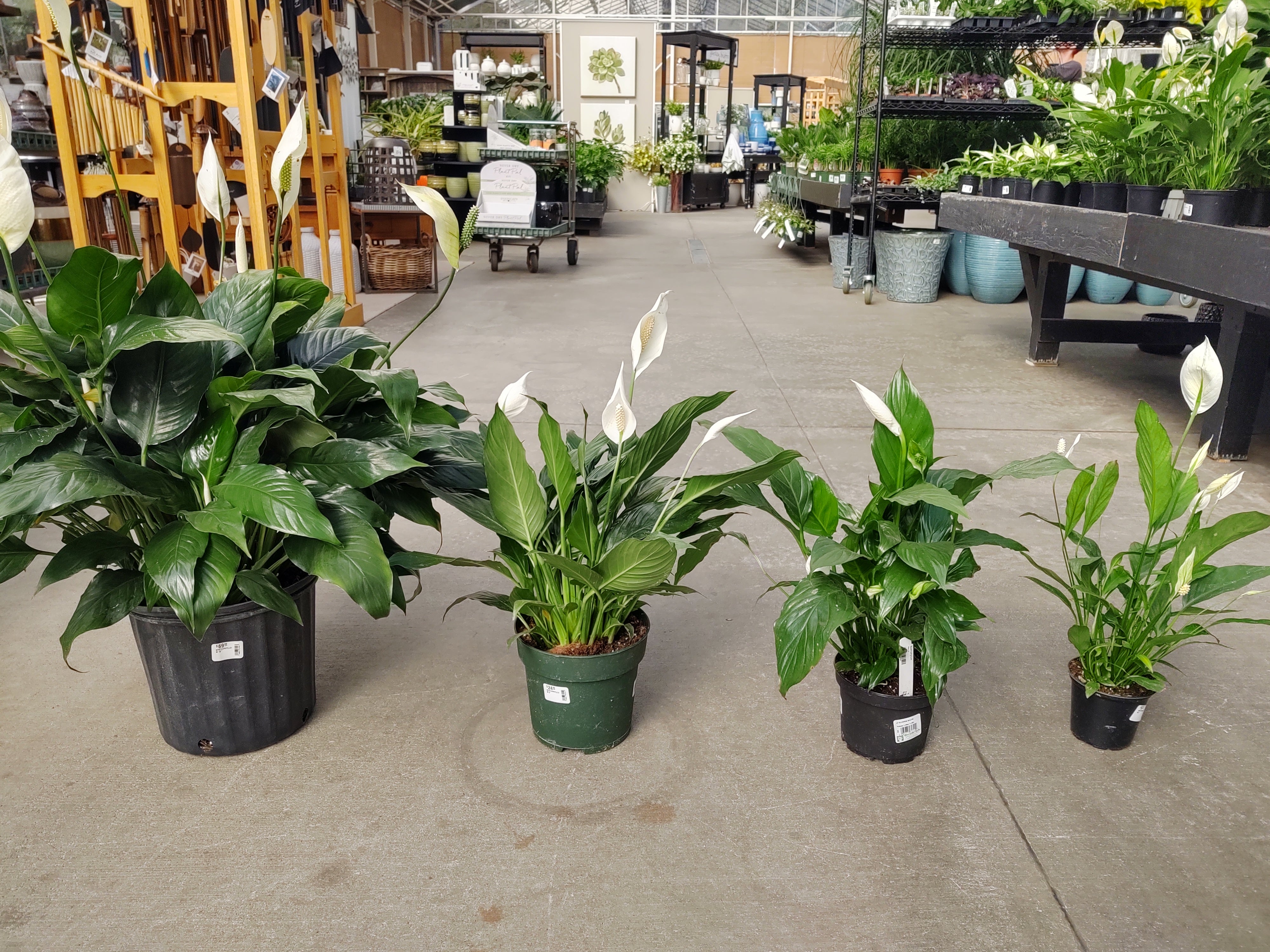 Spathiphyllum 'Peace Lily'