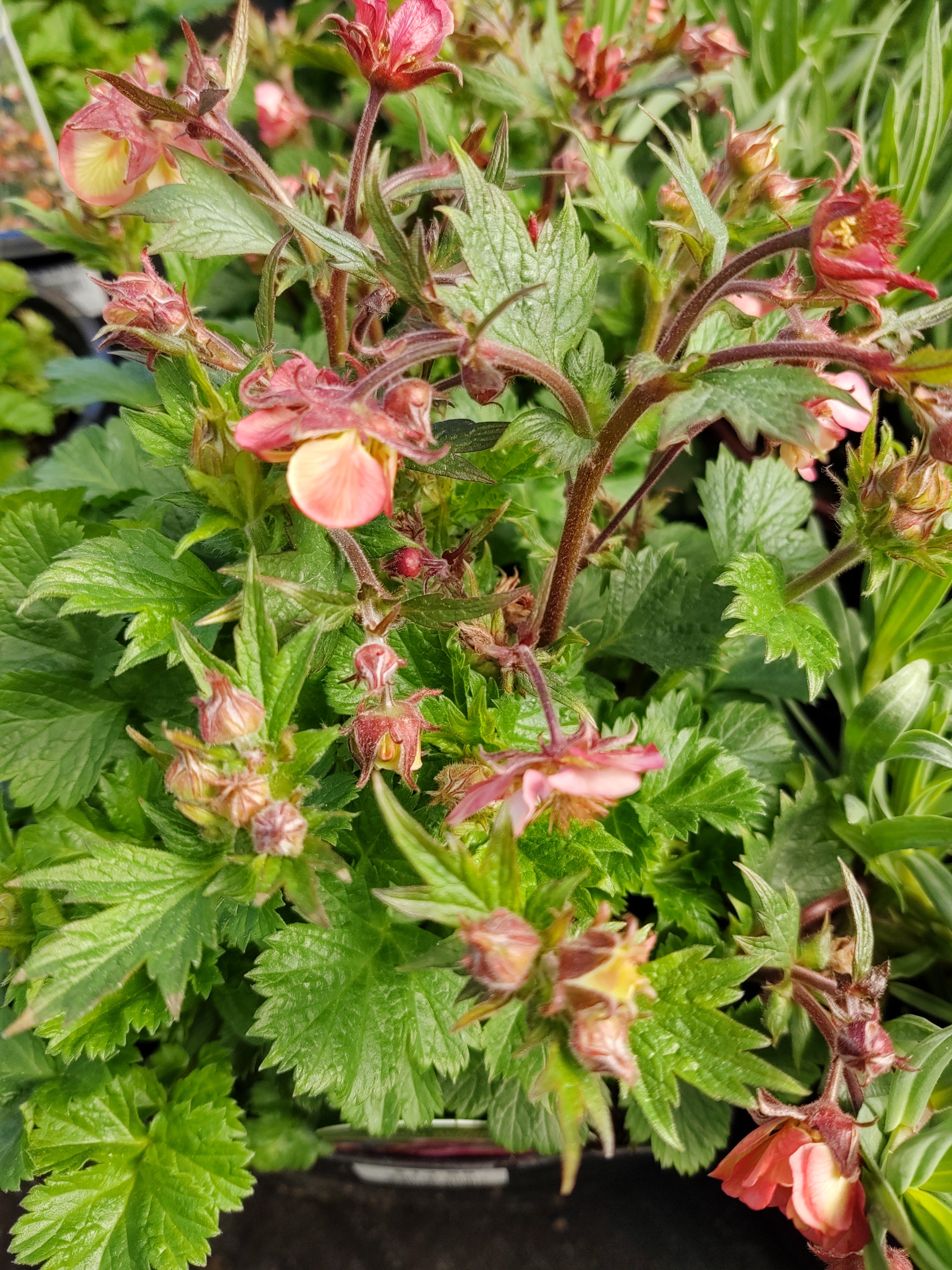 Geum Tempo Rose 1g