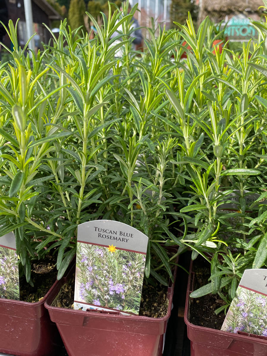 Rosemary Tuscan Blue