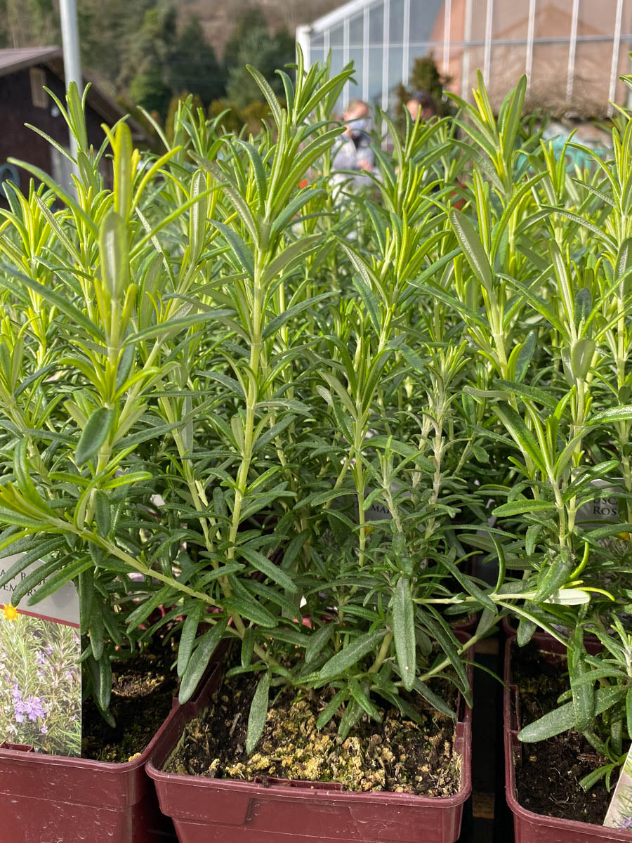 Rosemary Tuscan Blue