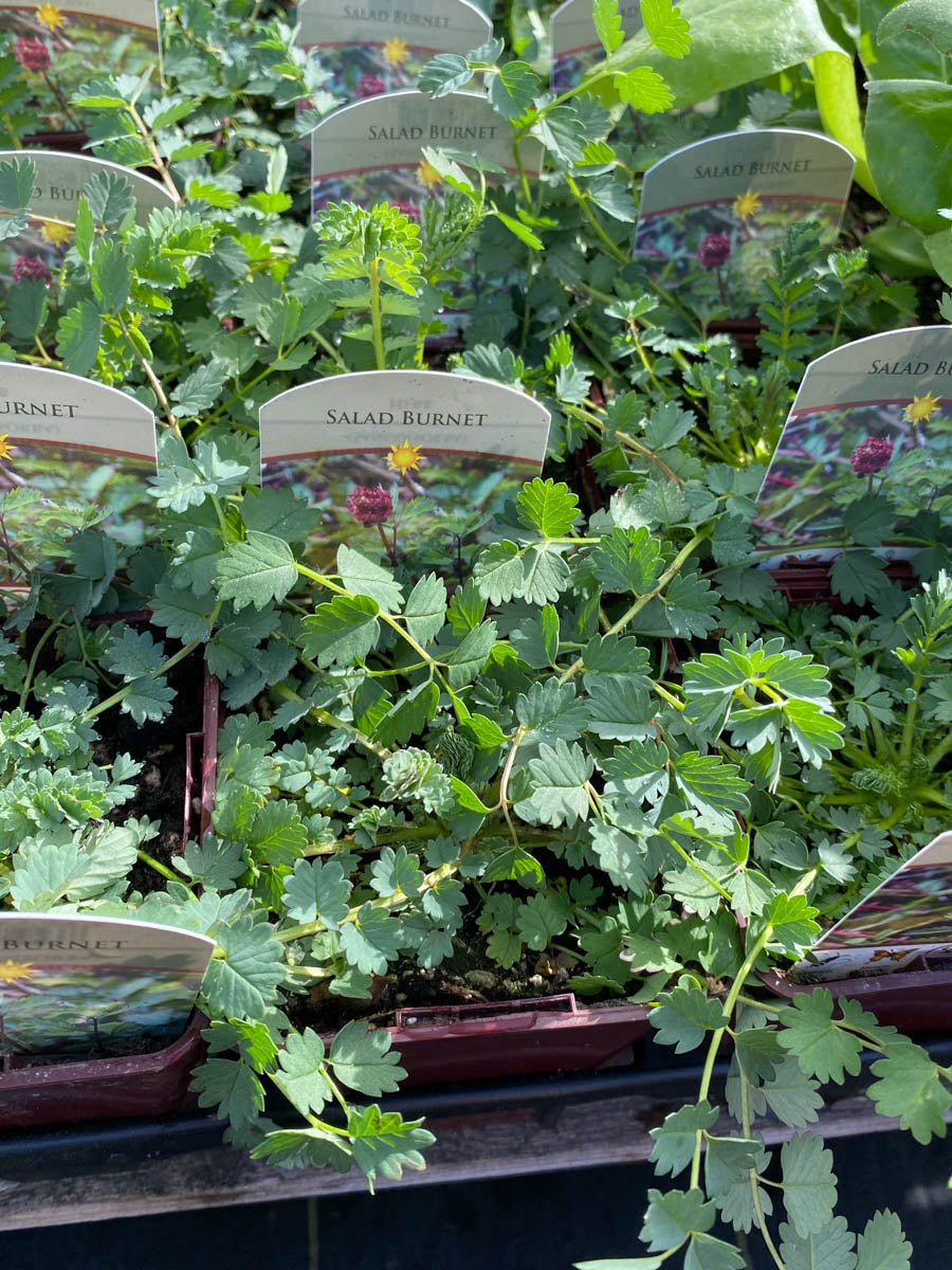 Salad Burnet 4"