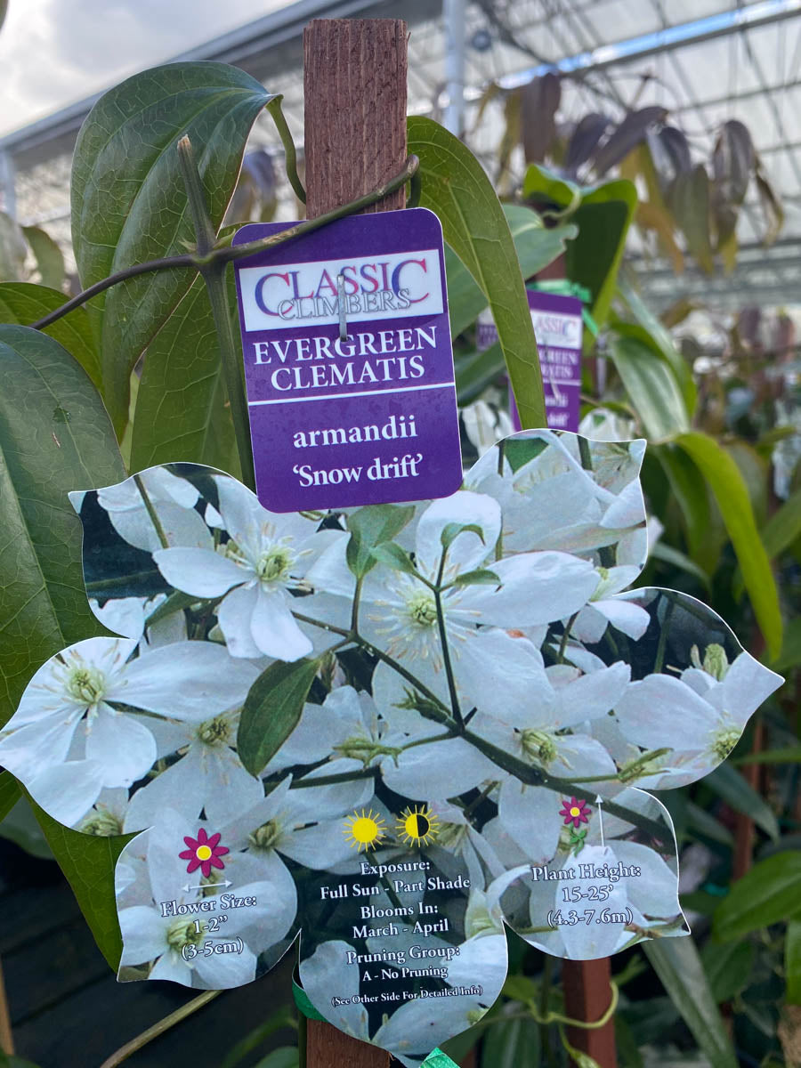 Clematis Snowdrift 1G