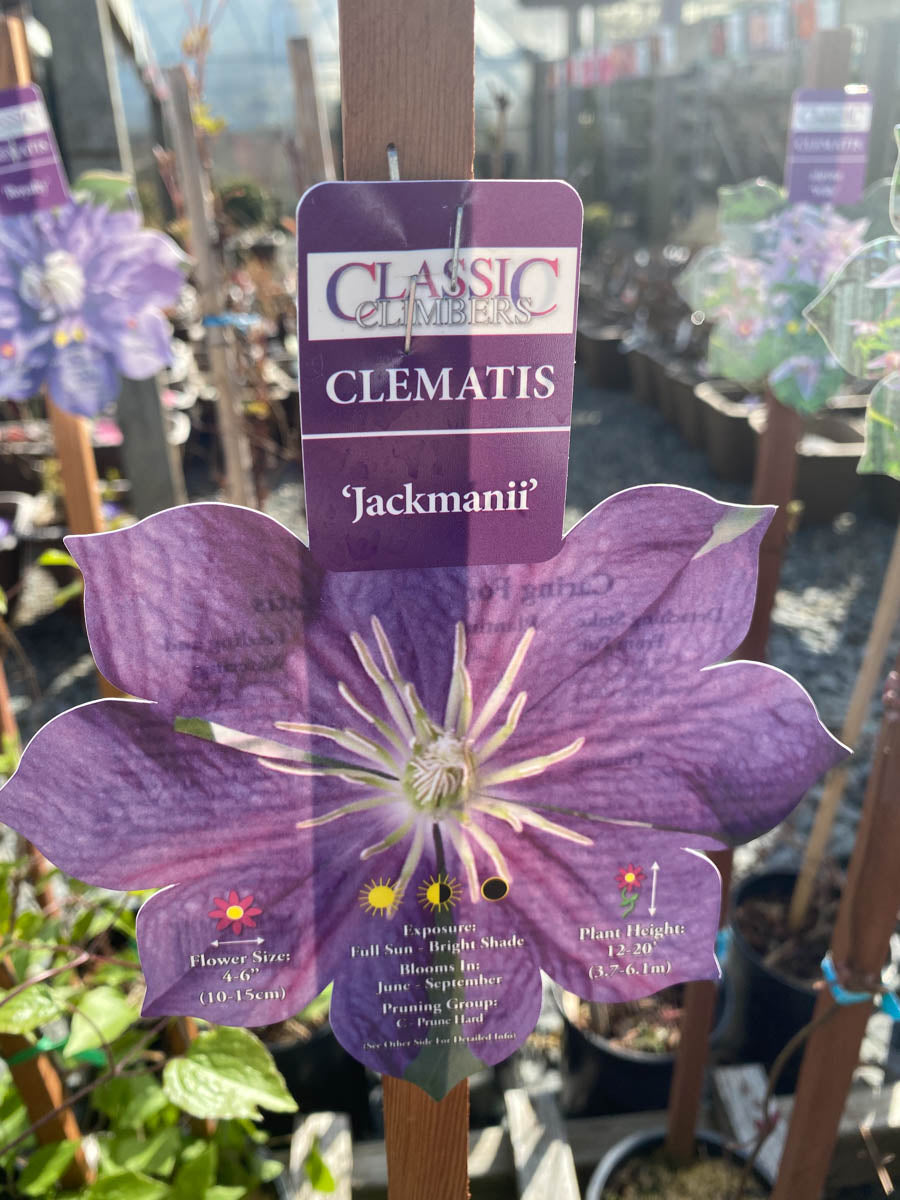 Clematis Jackmanii 1G