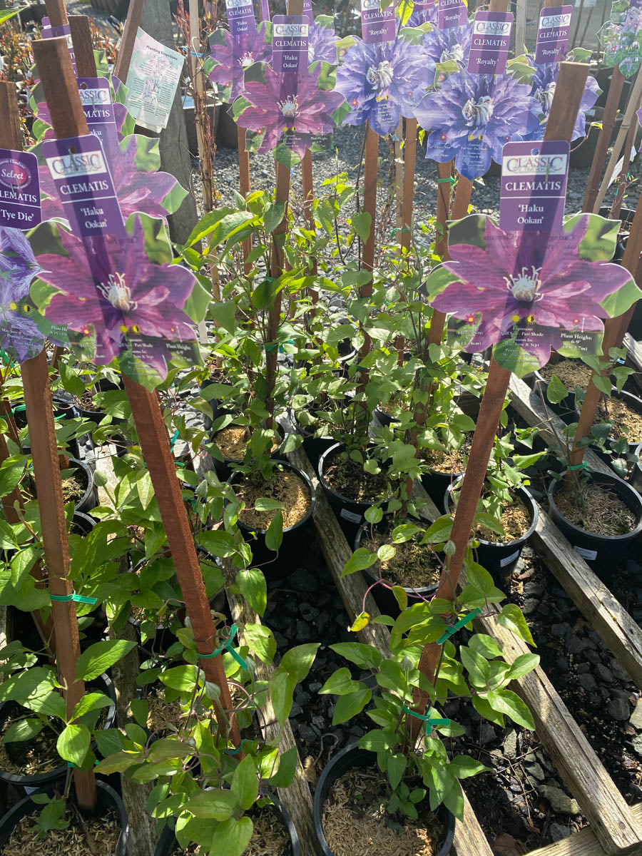 Watson's Greenhouse 