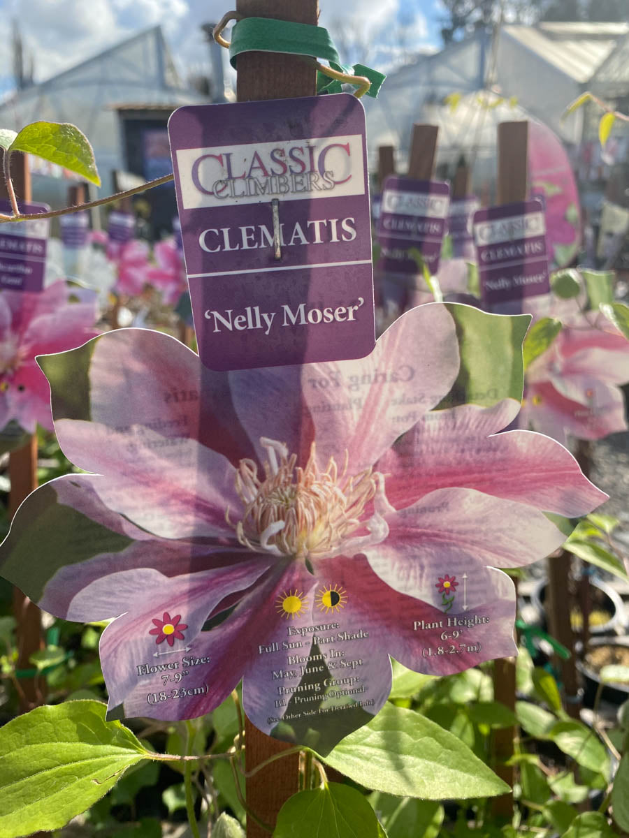 Clematis Nelly Moser