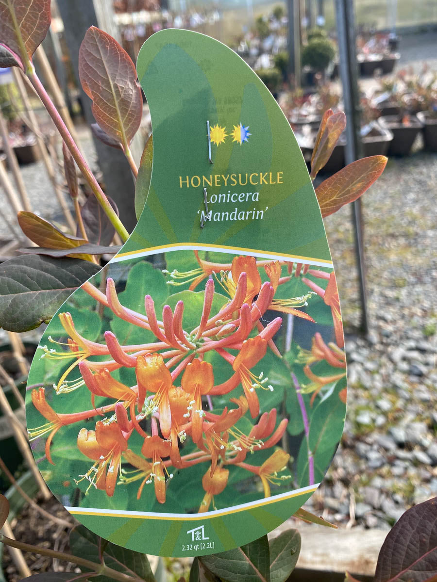 Lonicera Honeysuckle | Mandarin 1G