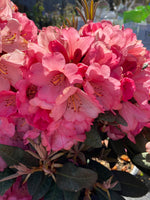Rhododendron ‘Wine & Roses’