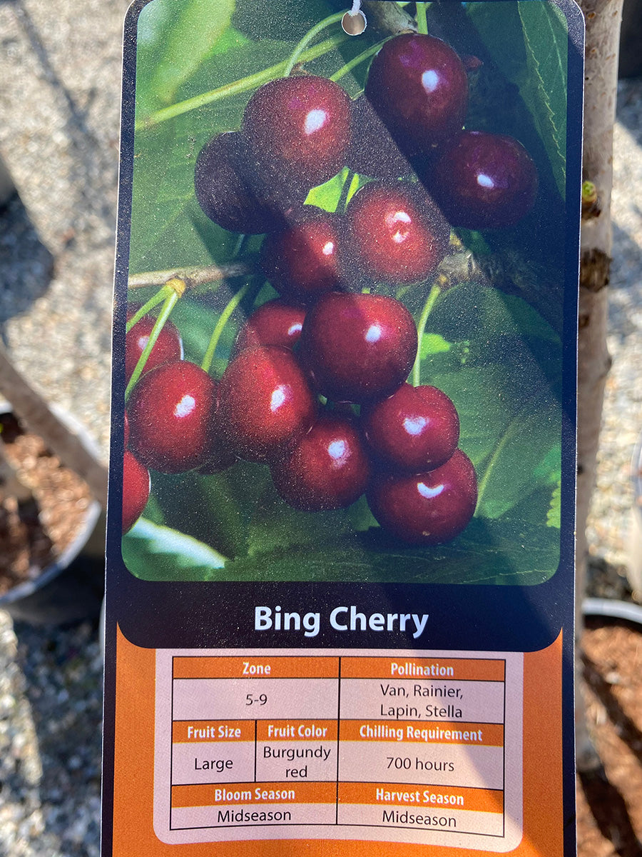 Cherry Bing - Dwarf