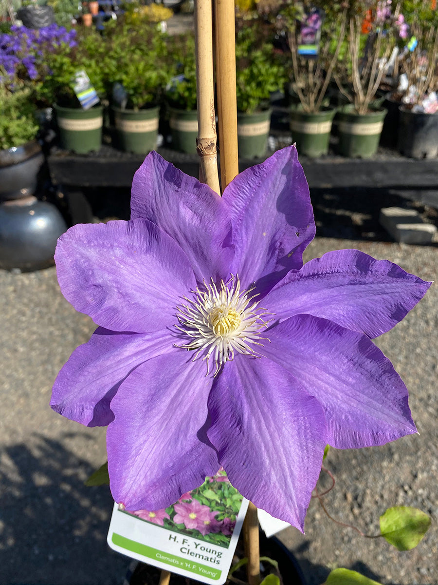 Clematis 'H.F. Young' 1G