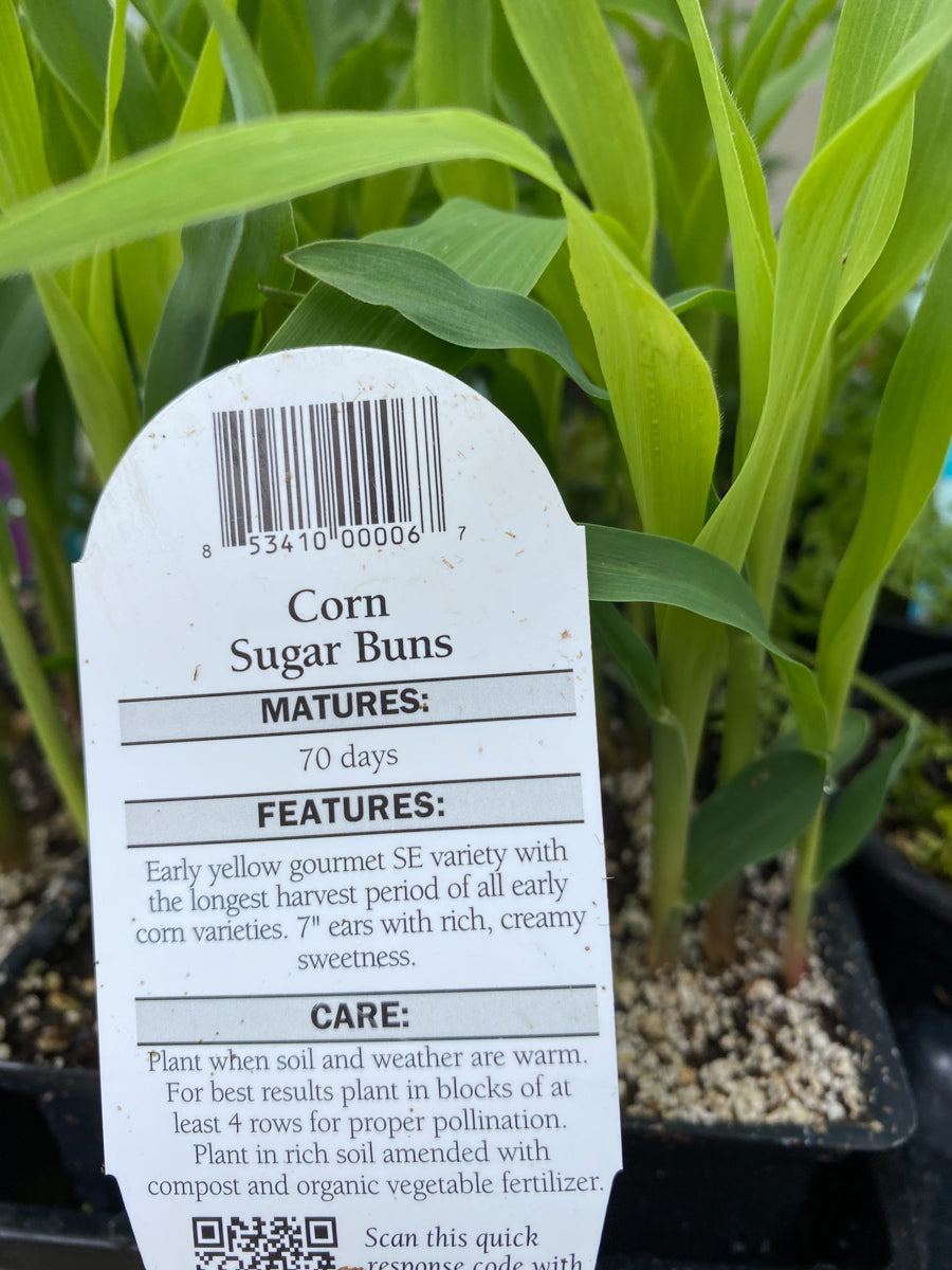 Watson's Greenhouse 
