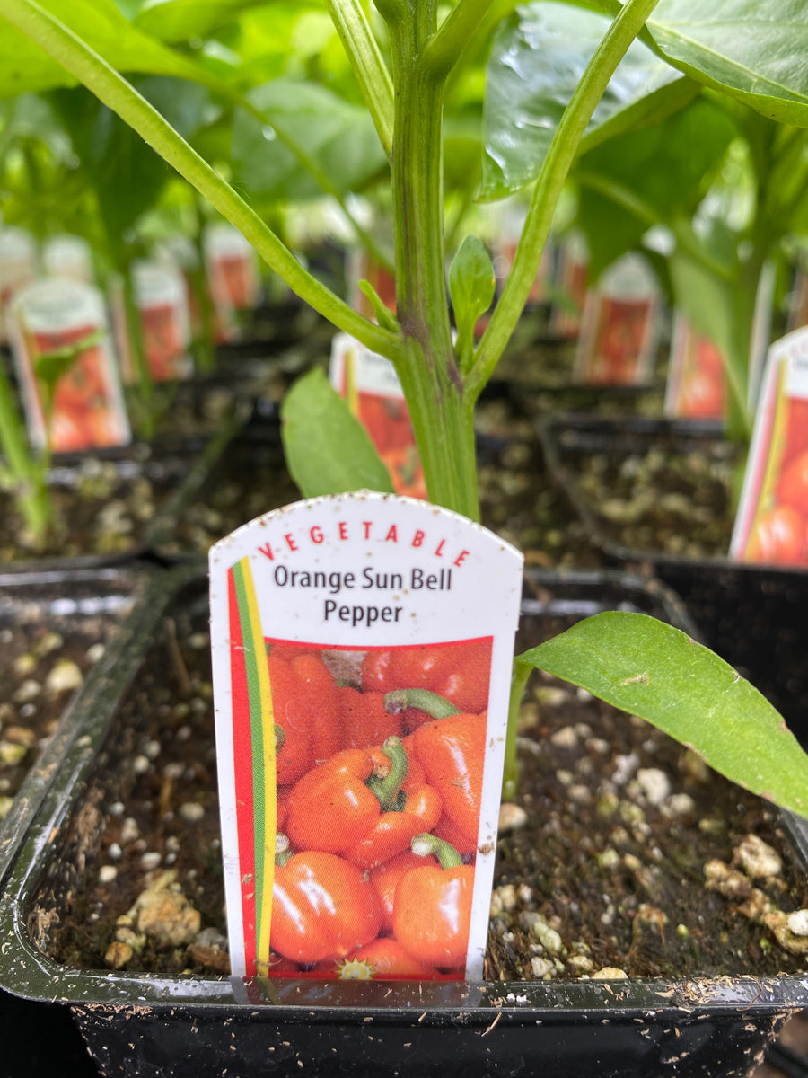 Watson's Greenhouse 