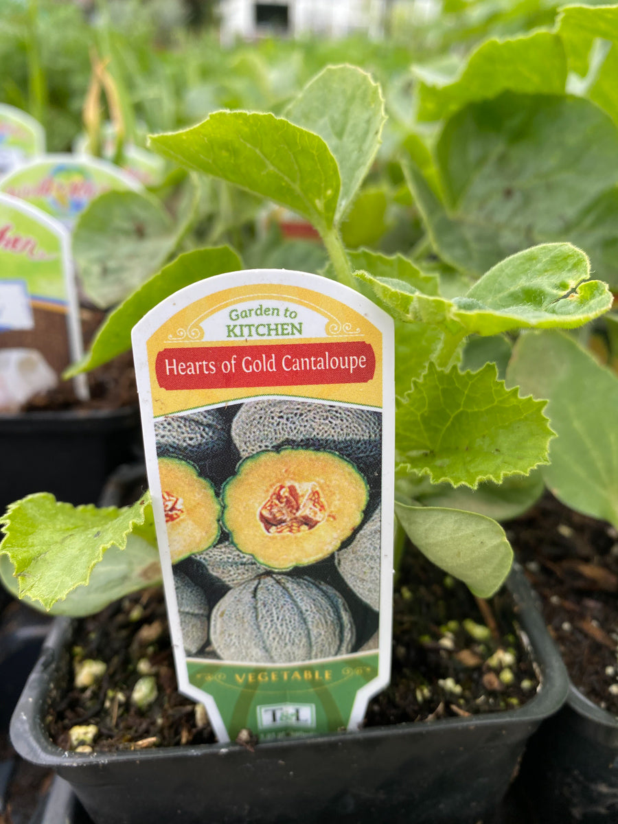 Watson's Greenhouse 
