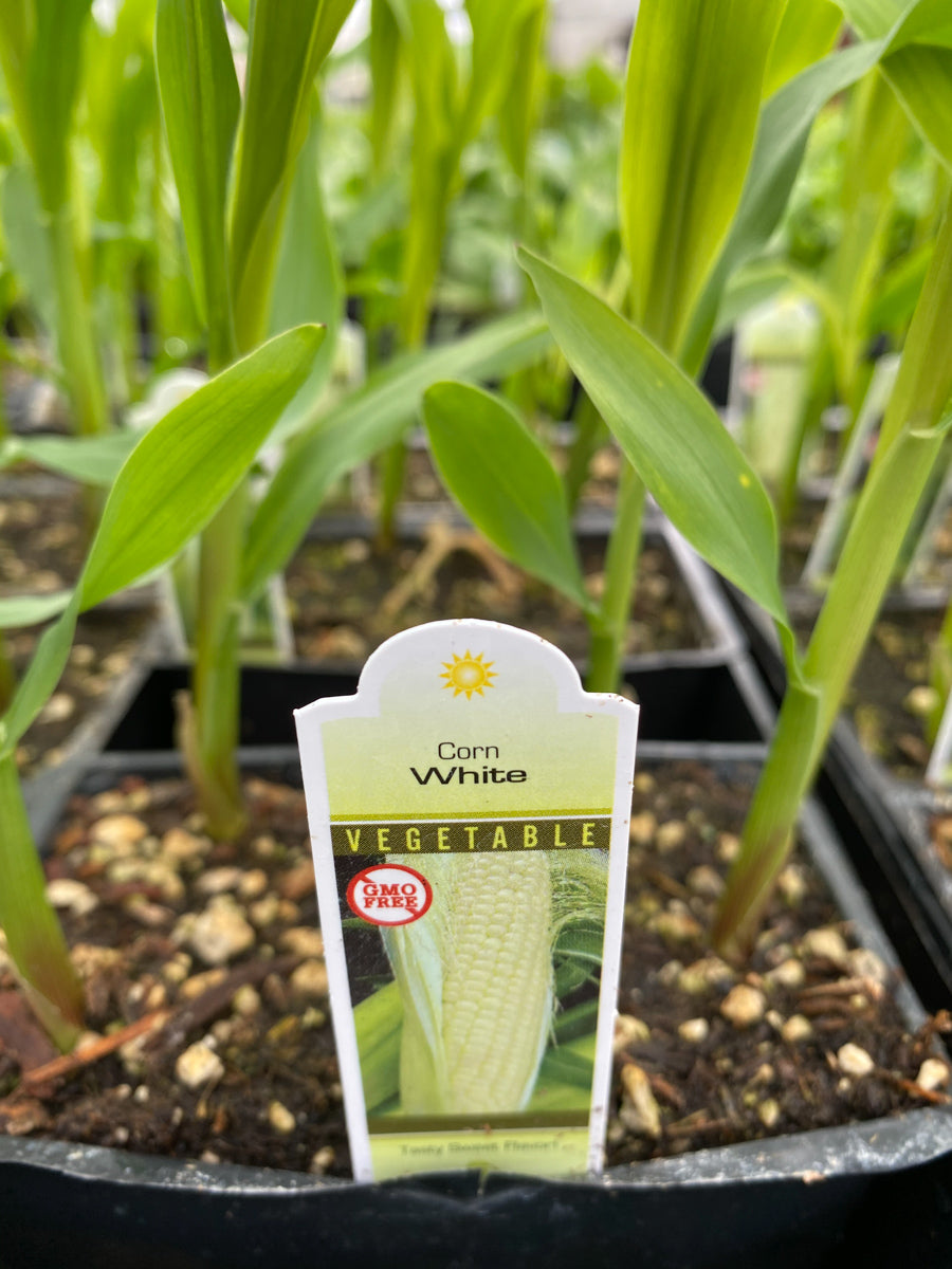 Watson's Greenhouse 