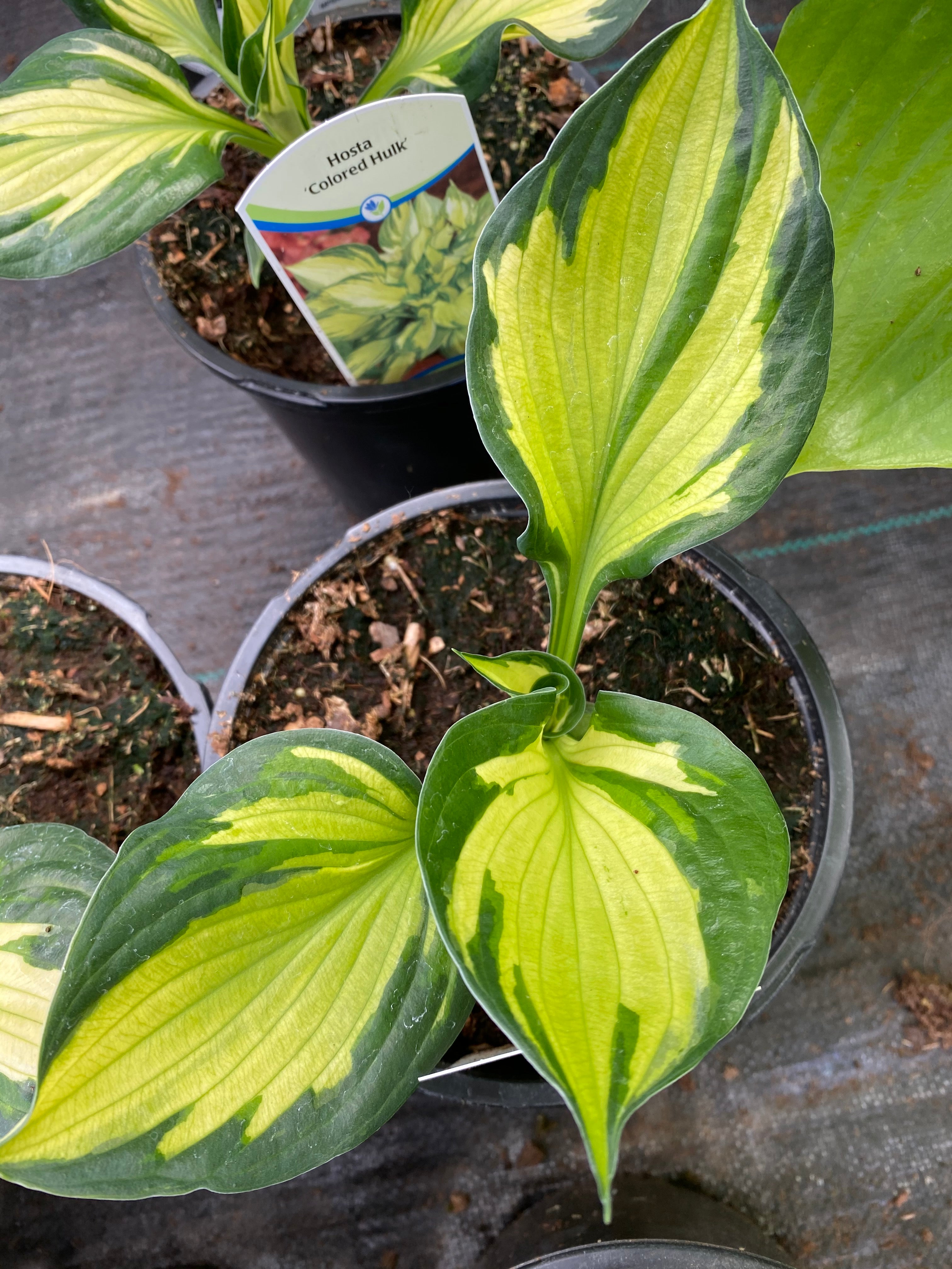 Hosta 'Colored Hulk' 1G