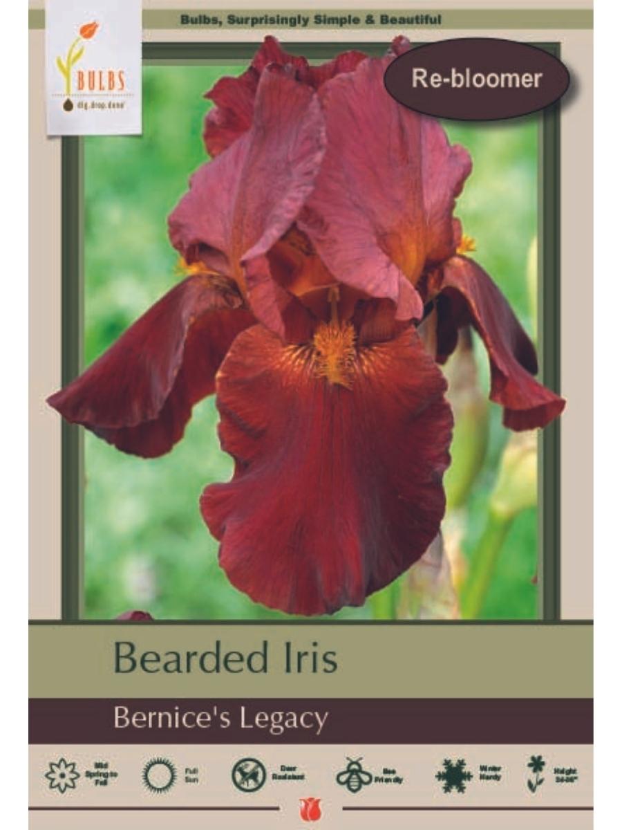 Bearded Iris 'Bernice's Legacy' - Bulb