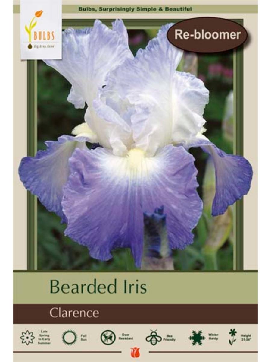 Bearded Iris 'Clarence' - Bulb