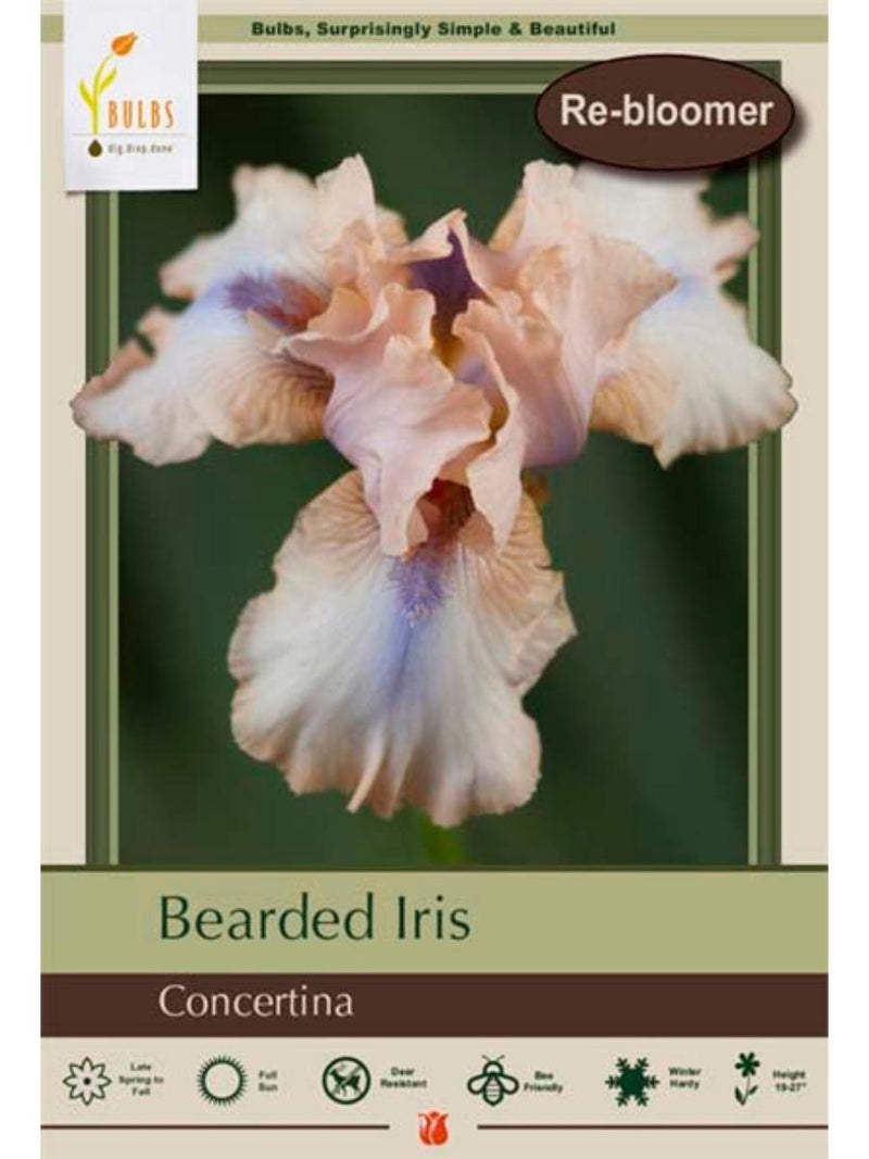 Bearded Iris 'Concertina' - Bulb