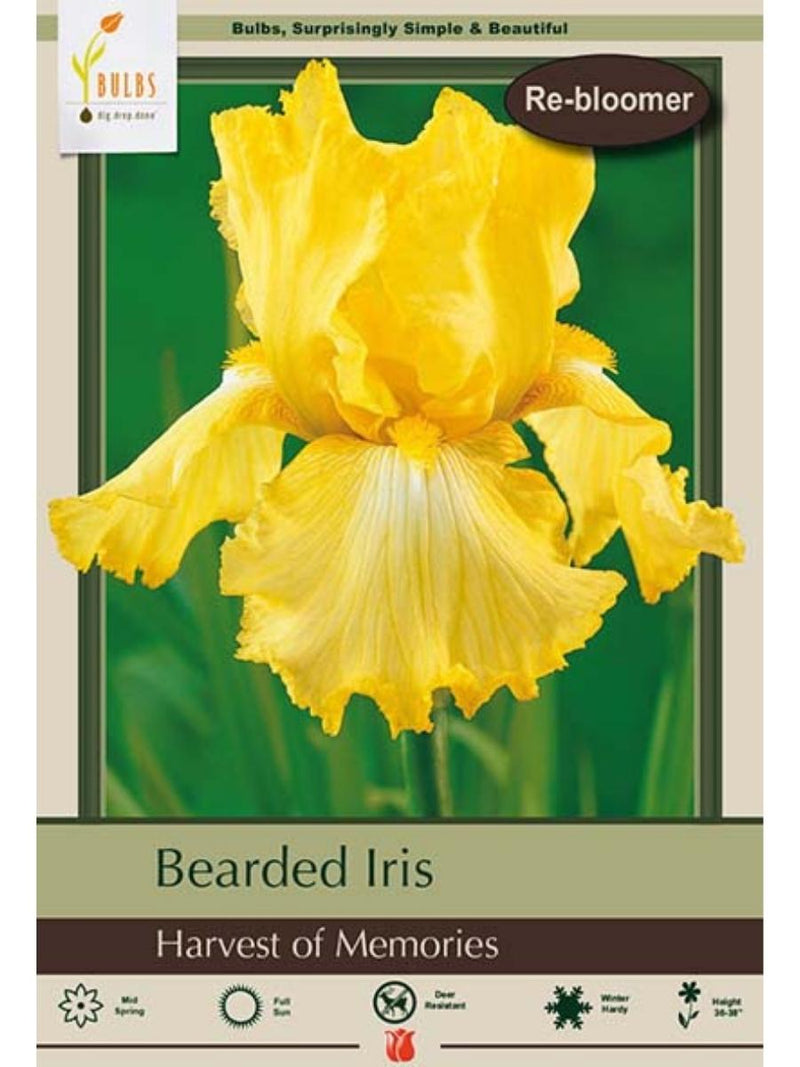 Bearded Iris 'Harvest of Memories' - Bulb