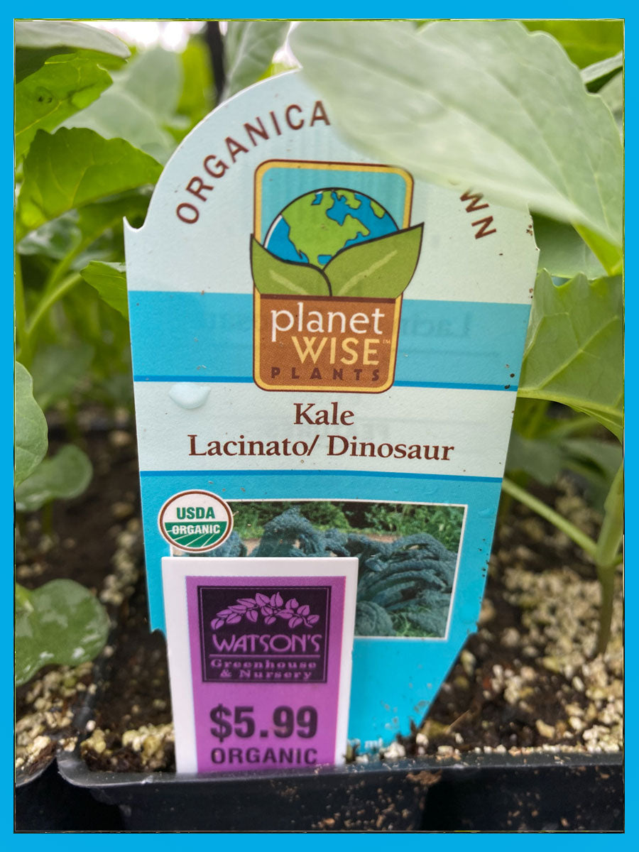 Organic Jumbo 6 Pack | Kale