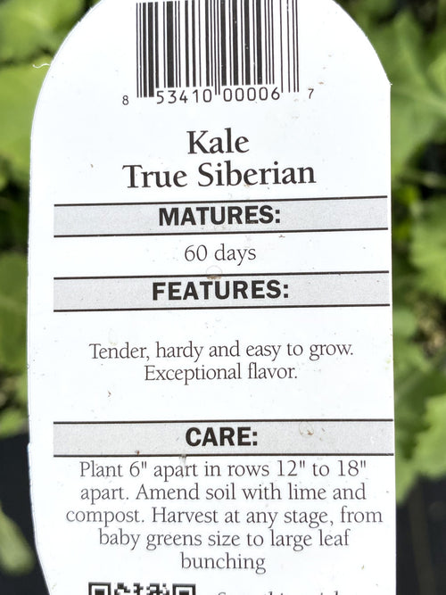 Organic Kale Siberian Jumbo 6 Pack