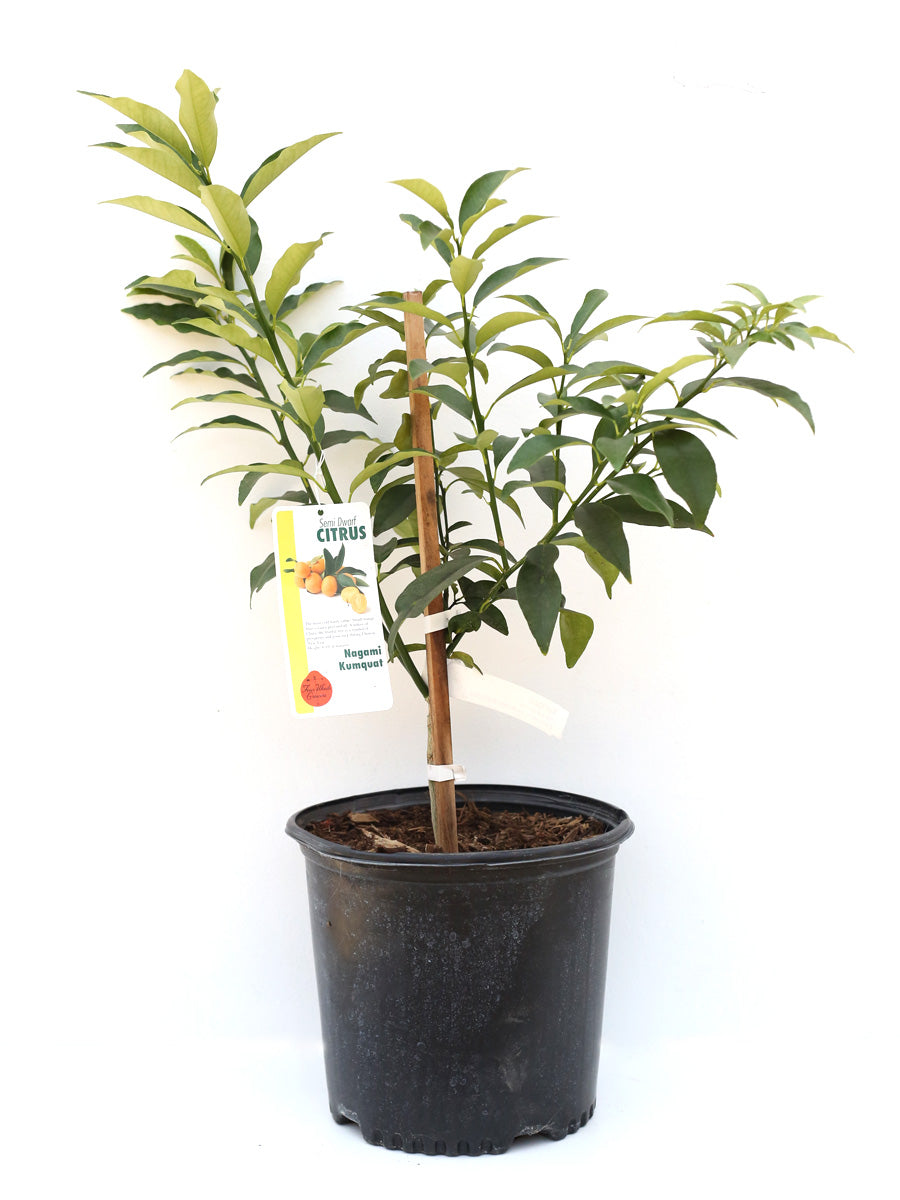 Citrus | Nagani Kumquat 5G