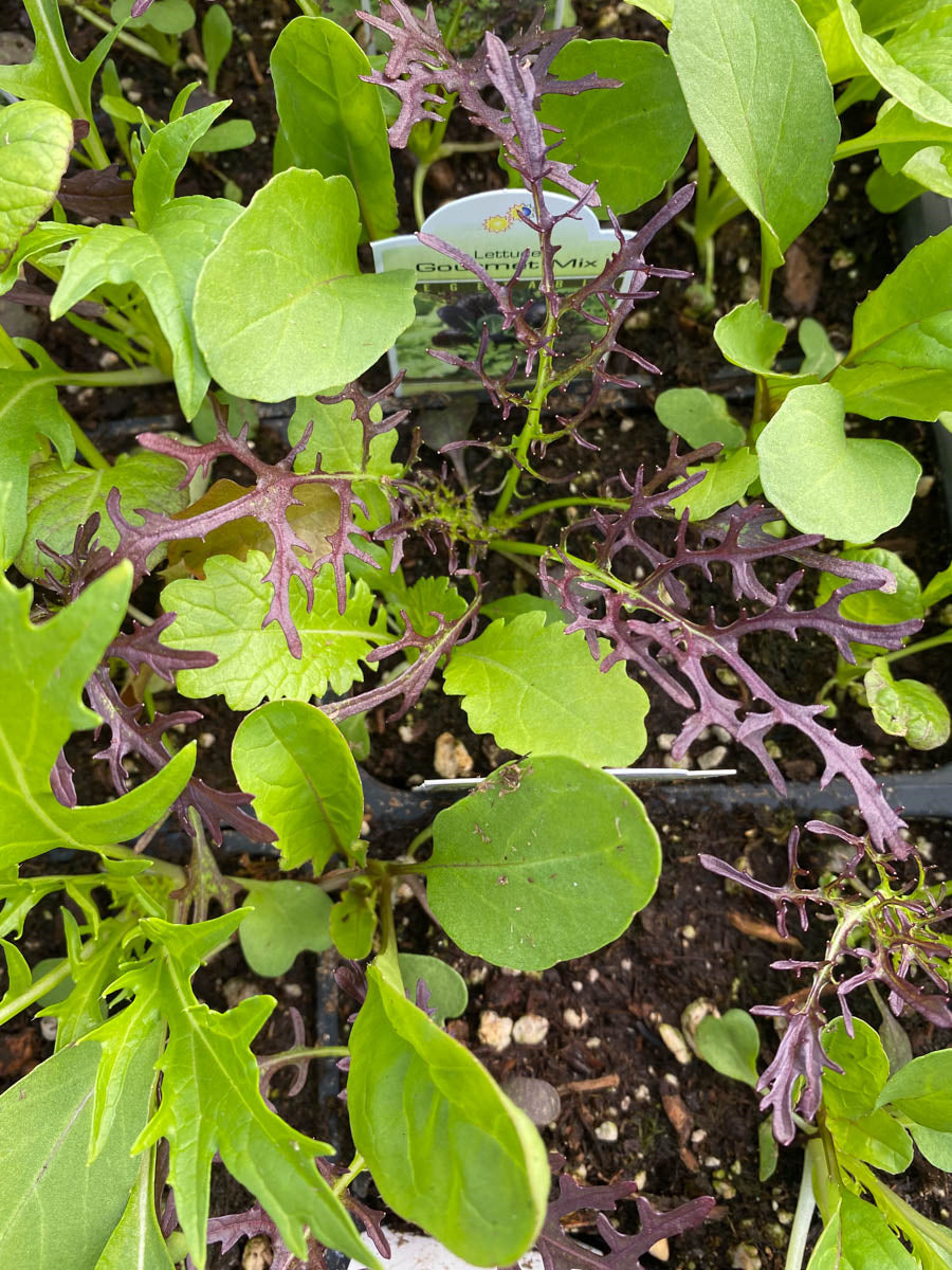 Watson's Greenhouse 
