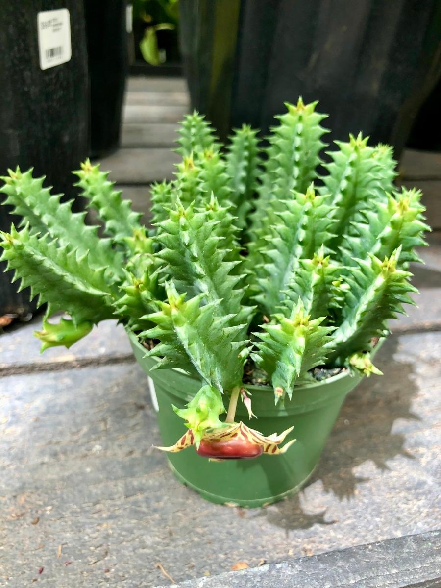 Lifesaver Cactus 4"