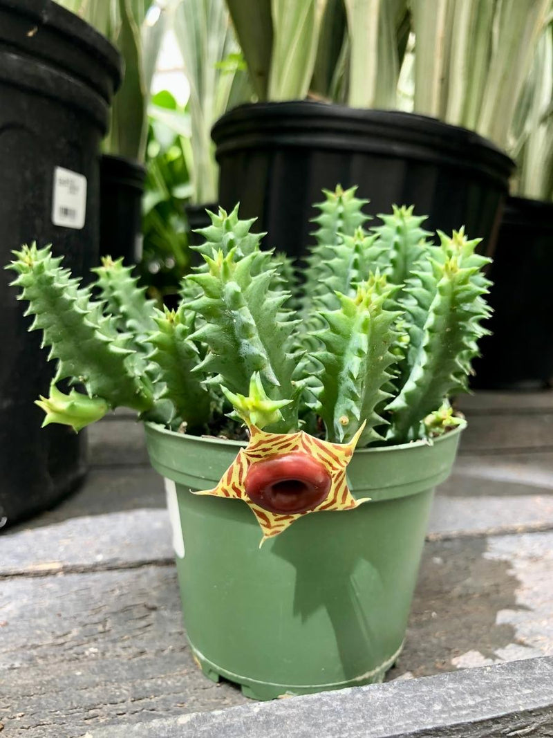 Lifesaver Cactus 4"