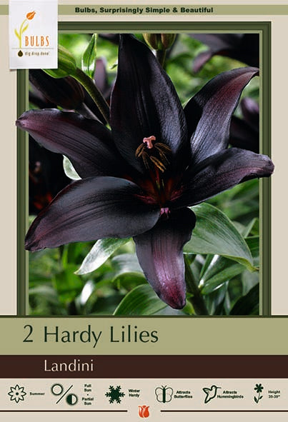 Lilium Asiatic Landini - Bagged Bulbs