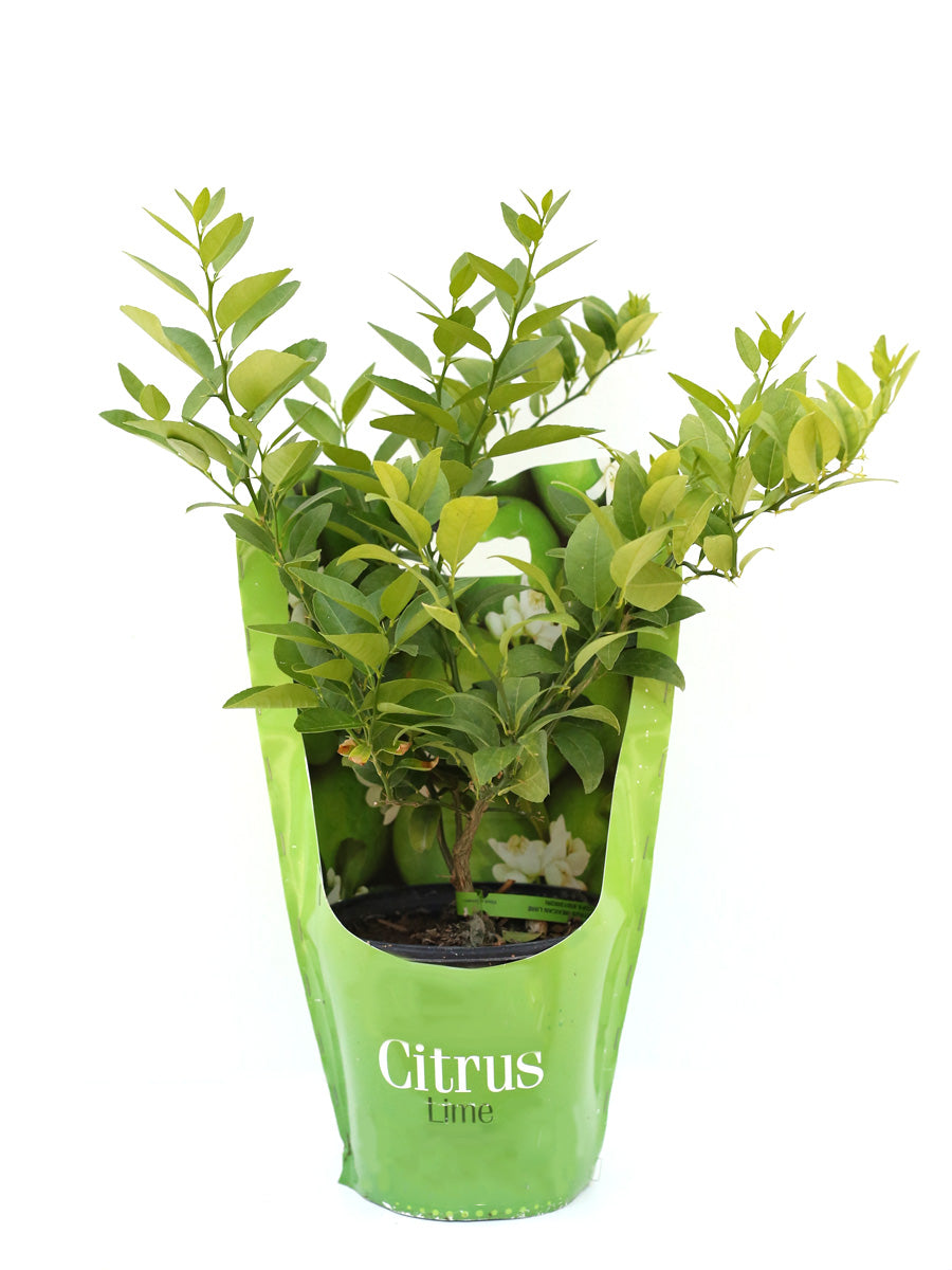 Watson's Greenhouse 