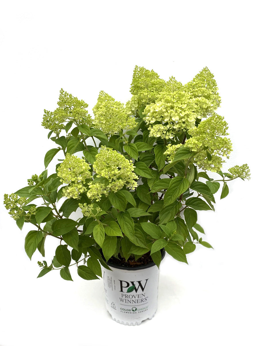 Hydrangea Panicle | Limelight
