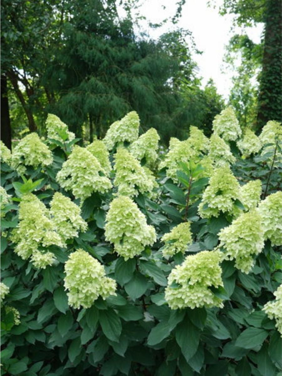 Hydrangea Panicle | Limelight Prime