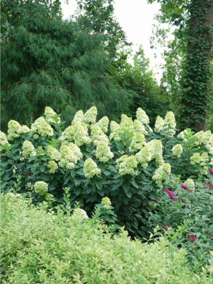 Hydrangea Panicle | Limelight Prime