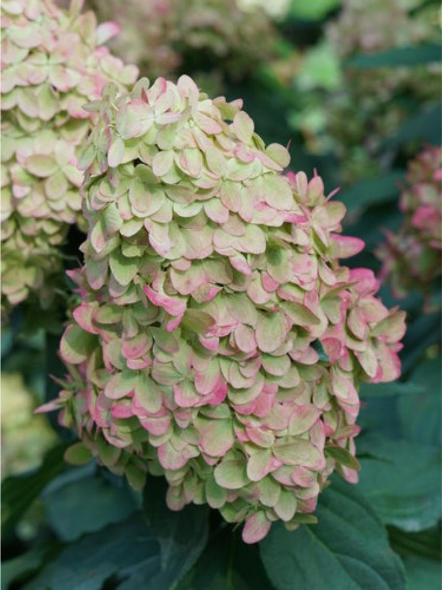 Hydrangea Panicle | Limelight Prime