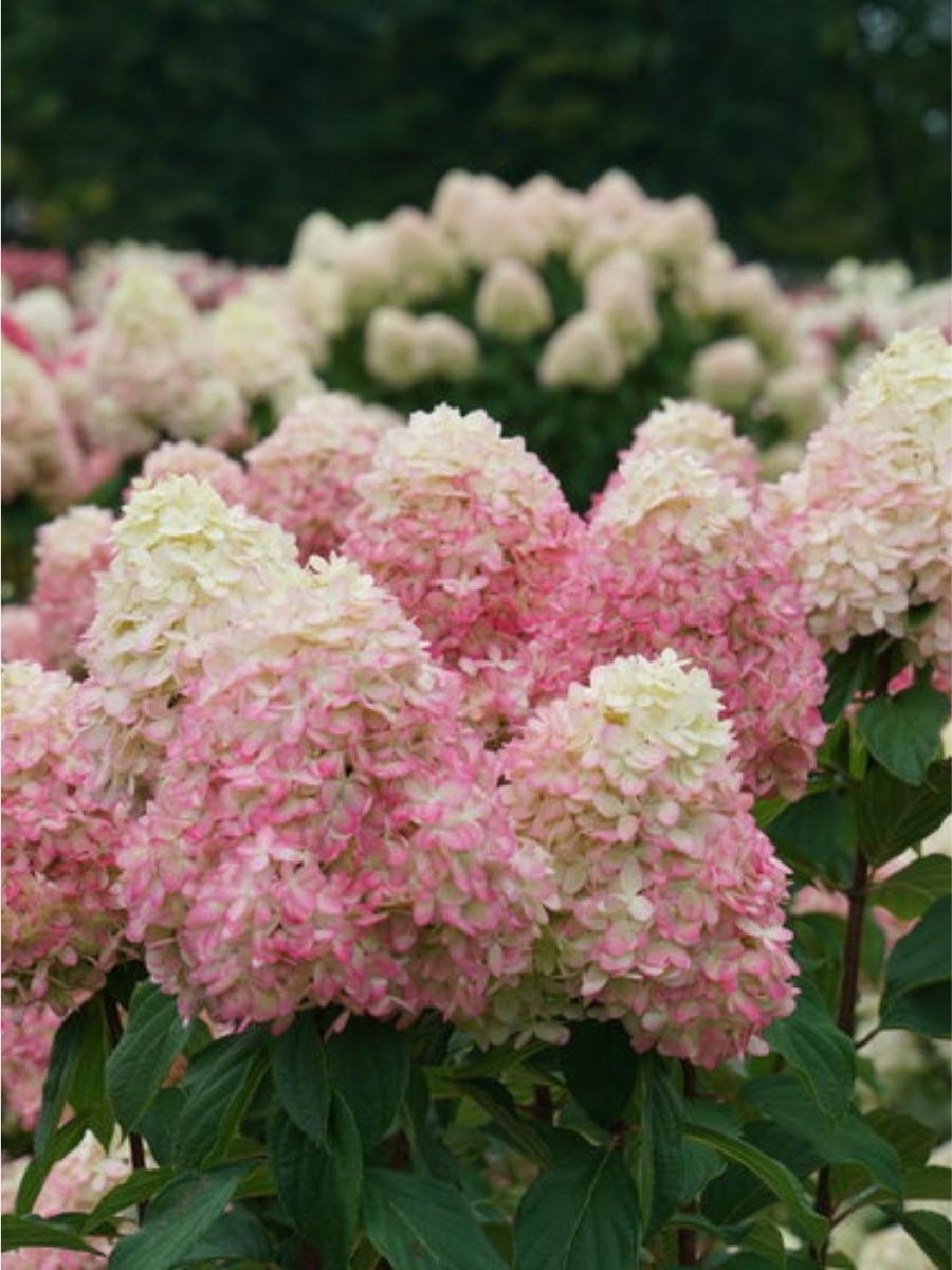 Hydrangea Panicle | Limelight Prime